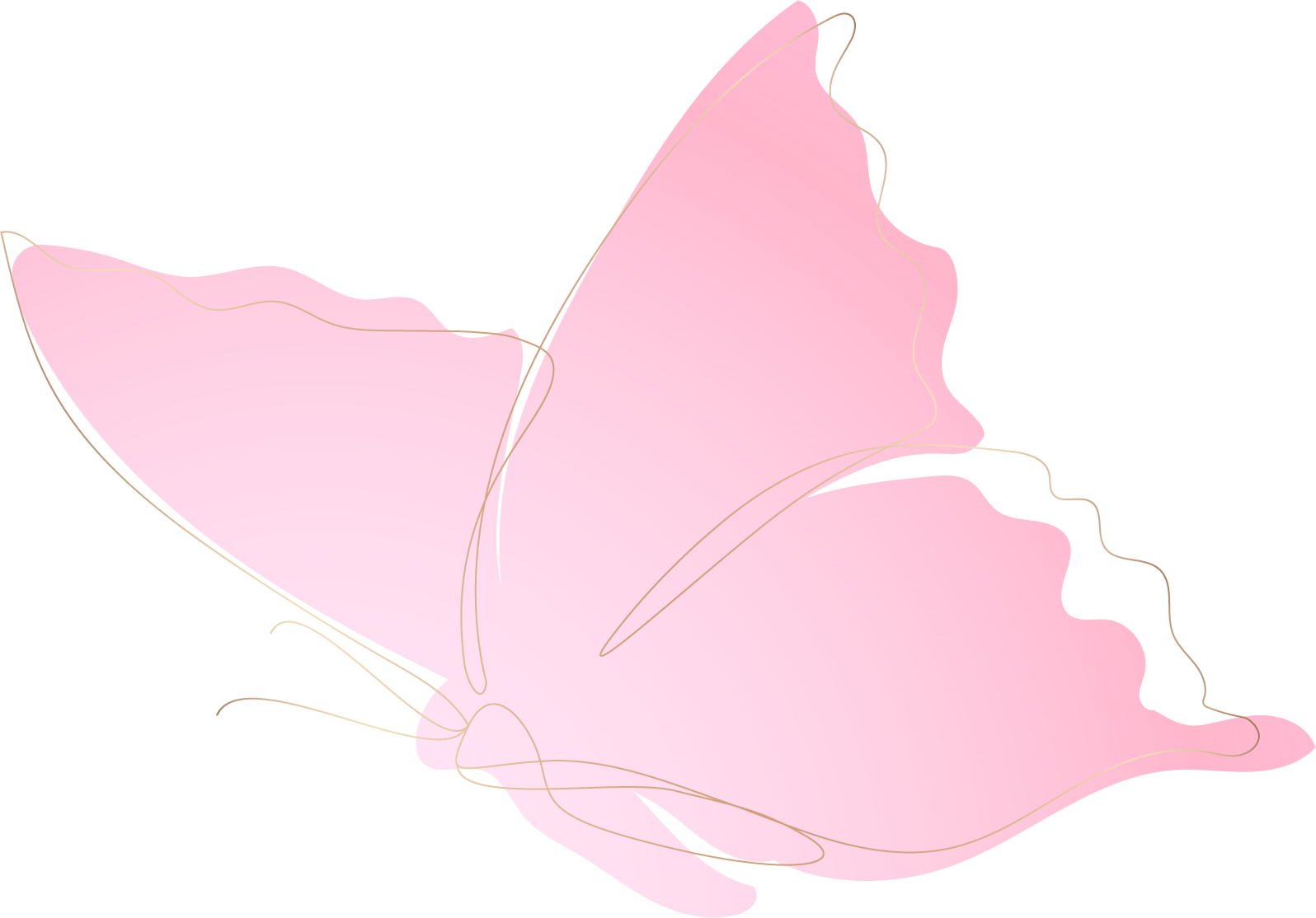 papillon-illustration